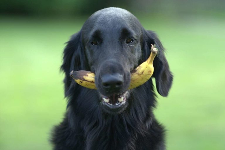 Was dürfen Hunde nicht essen Hunde Spiele für drinnen und draußen